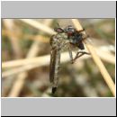 Tolmerus cf cingulatus - Raubfliege - Sandgrube Niedringhaussee 12mm w02a.jpg